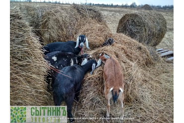 Обжоры нубийские козы на семейной ферме