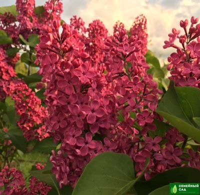 Сирень "Красная Москва"