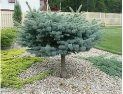 Ель колючая Glauca Globosa, C10, штамб 60 см