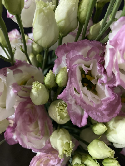 Эустома 9 шт