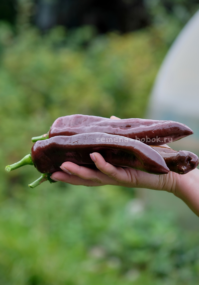 Перец сладкий Spitzpaprika Chocolate (Шпицпаприка Чоколейт), 10 шт