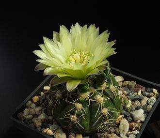 Gymnocalycium denudatum form VG-1451 - 5 семян