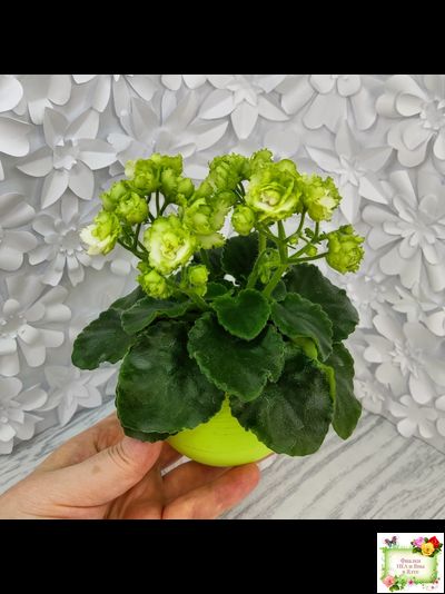 Irish Flirt (S.Sorano) (Айриш Флирт) 11/07/91