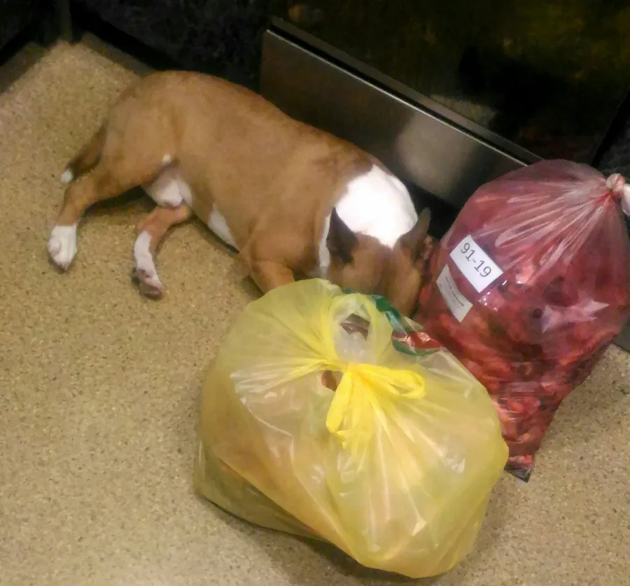 Хозяйка Наталья: "Тим над златом чахнет)) Рубец и Калтык скоро отправятся в наши сыроедные миксы"