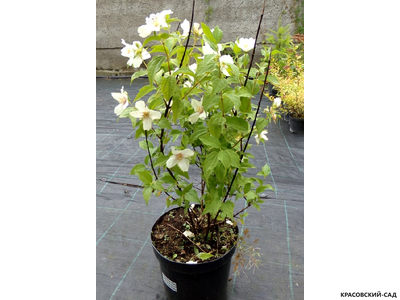 Чубушник гибридный Rosace - фото в горшке - красовский-сад.рф