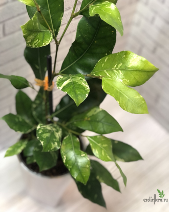 Ficus tinctoria variegated/ фикус Тинктория вариегатный