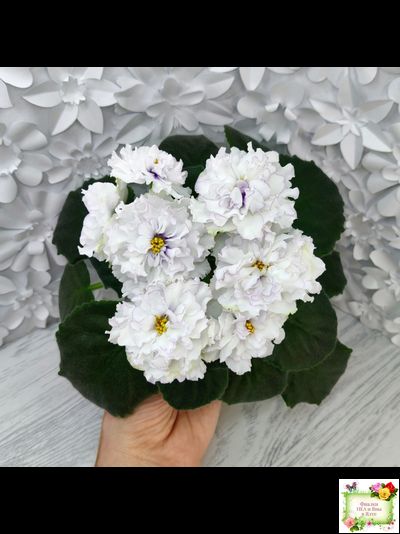 РМ-Прекрасный Жемчуг (Н. Скорнякова) 2022 г.