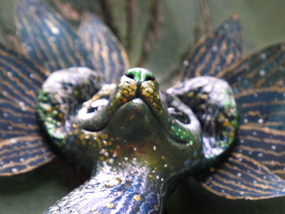 Необычная брошь "Морская Кицунэ - Волшебная Лисичка" (шёлк, флюорит, кварц)