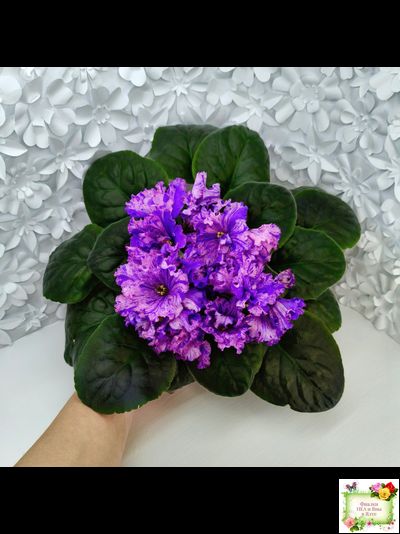 ВаТ-Инопланетянин (Т. Валькова) 2015 г. (стартер из цветоноса)