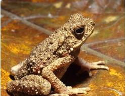 Жаба проворная (Ingerophrynus parvus)