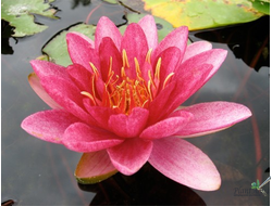 Нимфея Бургунди Принцесс