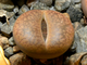 Lithops aucampiae (Kuruman form) C332 (MG-1546.4)