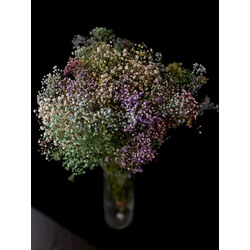 Гипсофила радужная 25 шт