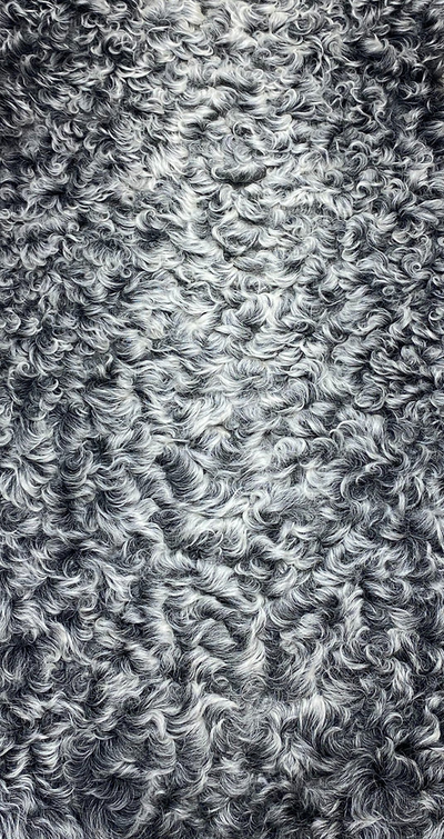 Каракуль Серый