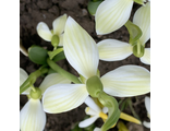 Galanthus "Cowhouse Green"