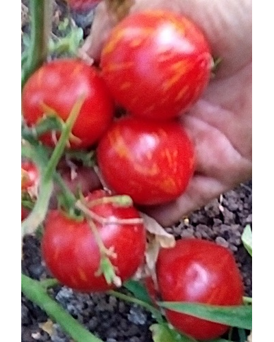 Томат гном Гендольф, (Gandolf, Гандальф), США