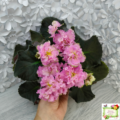 РМ-Саломея (Н. Скорнякова) 2019 г.