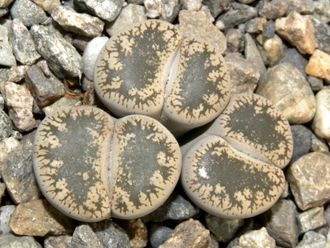 Lithops lesliei v.venteri (Чехия) - 10 семян