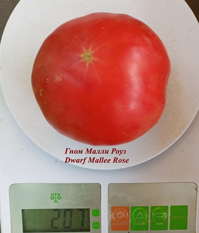 Гном Малли Роуз / Dwarf Mallee Rose