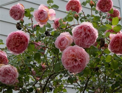 Роза Абрахам Дерби (Abraham Darby) , ОКС, Россия