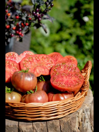 Томат Муаровый Закат, 10 шт