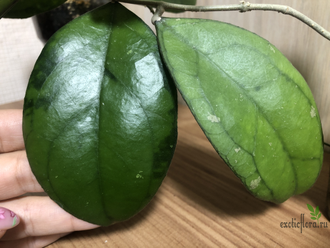 Hoya sp. Borneo EPC-953