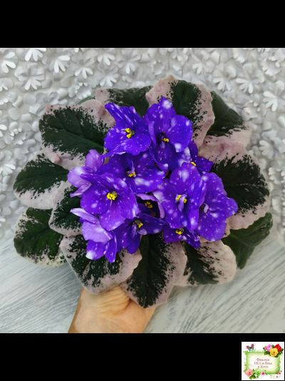 Rivermist Heavenly (J. Baker) (10985) NEW 05/21/2018