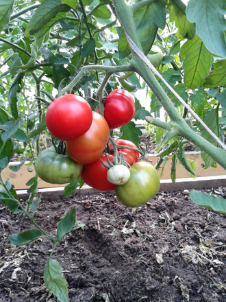 Семена томата Пьеретт