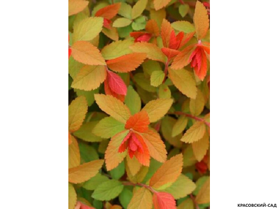 Спирея японская Мерло Стар