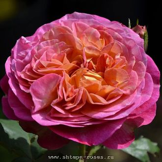 Сэнтинье де Лей ле Роз