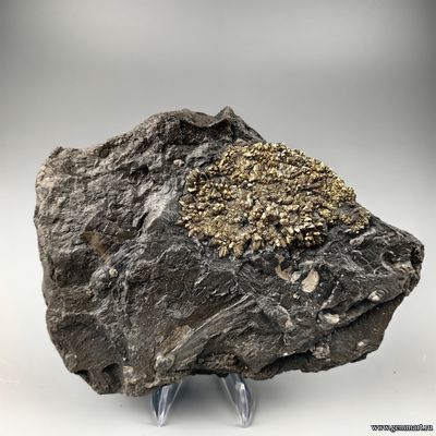 Пирит, плашка на породе, мергелистой глине. Россия.160*120*30мм