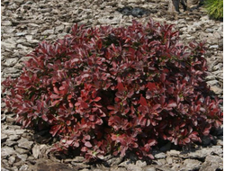 Барбарис Тунберга Atropurpurea Nana, C10