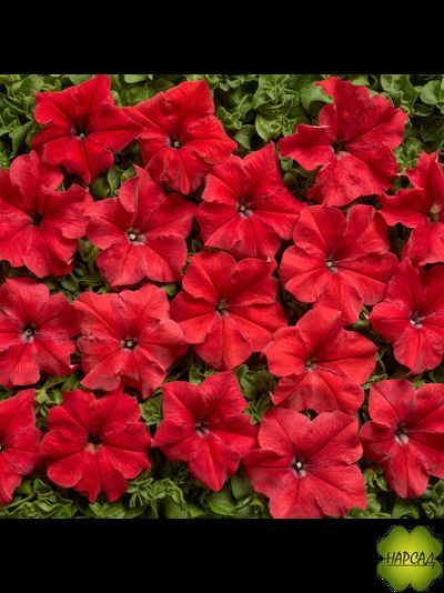 ПЕТУНИЯ АМПЕЛЬНАЯ ДЛЯ КАШПО 1 ШТ РАССАДА
