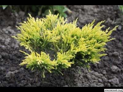 Можжевельник горизонтальный Лайм Глоу