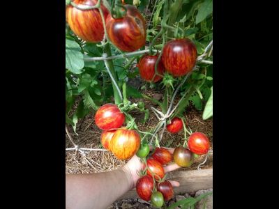 Томат Гаргамель (Gargamel)