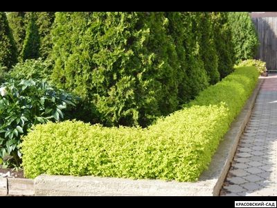 Живая изгородь из спиреи японской