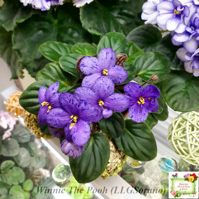 Winnie The Pooh (LLG/Sorano) (клакамас)