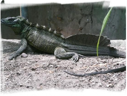 Агама парусная амбойнская (Hydrosaurus amboinensis)