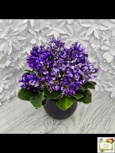 СК-Вьюнок (А.Кузнецов) (2 листа посажены в 1 стак. 24.01.26)