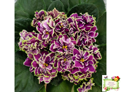 ВаТ-Классический Вкус (Т. Валькова) 2019 г.