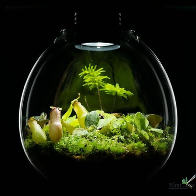 Биобутылка Biolark LED PD 170 (175мм х 195мм)