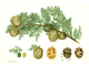 Кипарис (Cupressus sempervirens), лапки, Крым (5 мл)  - 100% натуральное эфирное масло