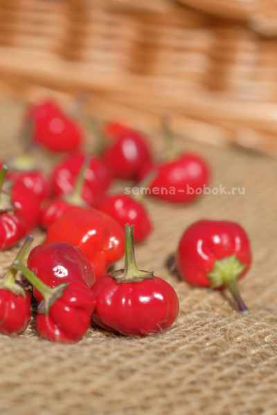 Перец острый Purple Pumpkin (Фиолетовая тыковка), 10 шт