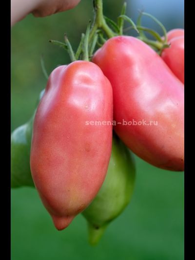 Томат Брикодейки Минусинские, 10 шт