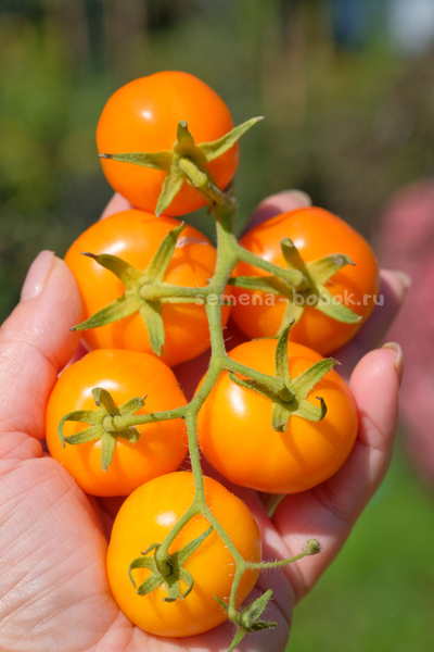 Томат Märchensnack (Сказочная закуска), 10 шт
