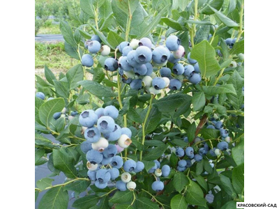 Голубика Элизабет - Elisabeth