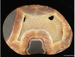 Аммонит, полированный с 2-х сторон спил. Россия.