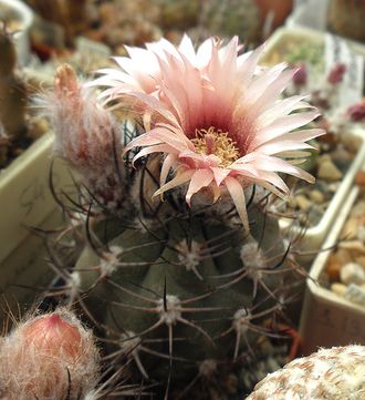 Pyrrhocactus megliolii aff. CH 1141 - 5 семян