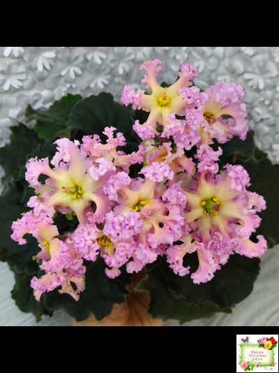 РМ-Оранжевое Лето (Н. Скорнякова) 2022 г.