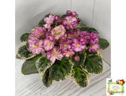 Н-Яшма (Н. Бердникова) 2015 г.